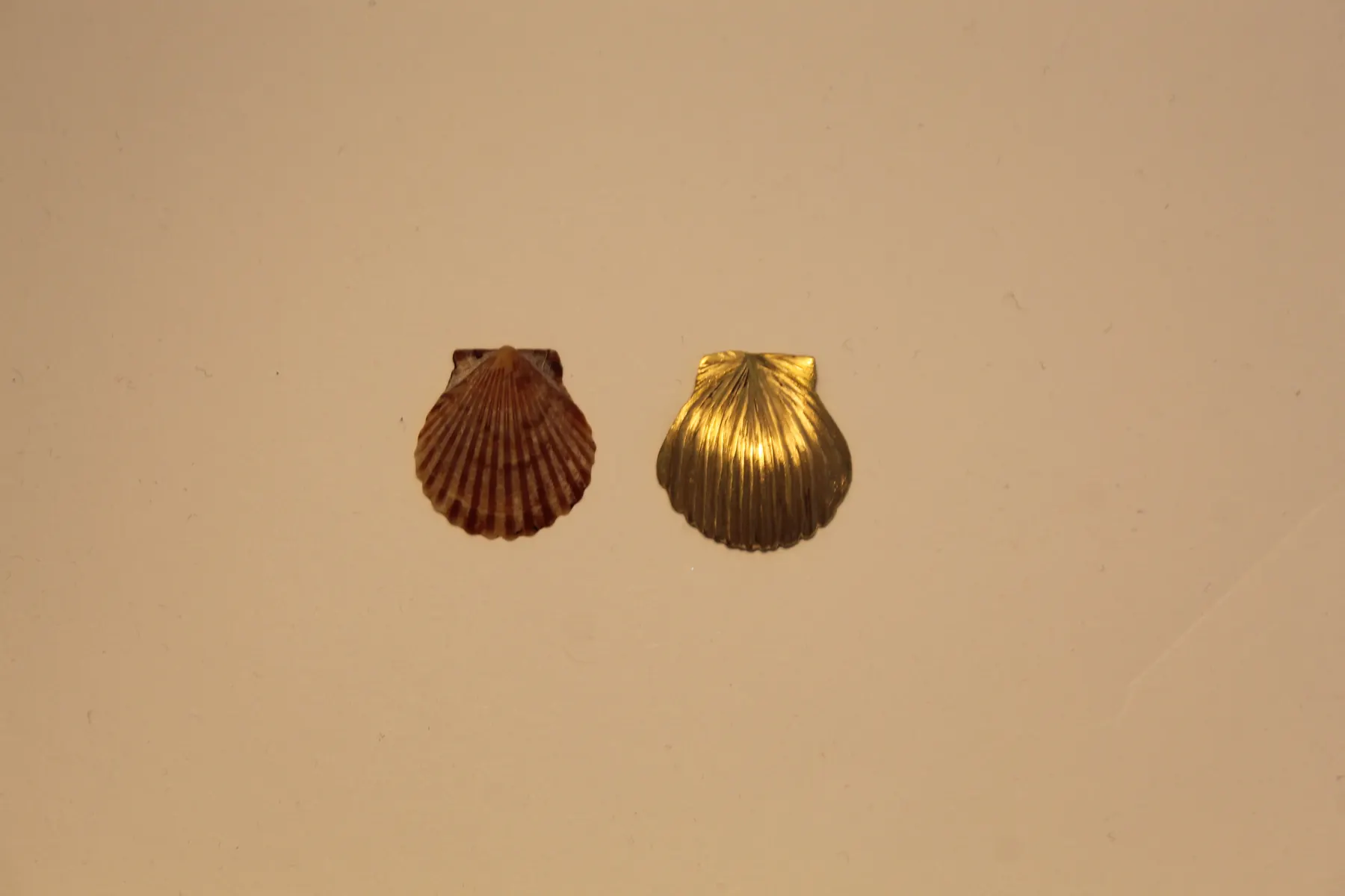 Seashell Comparison