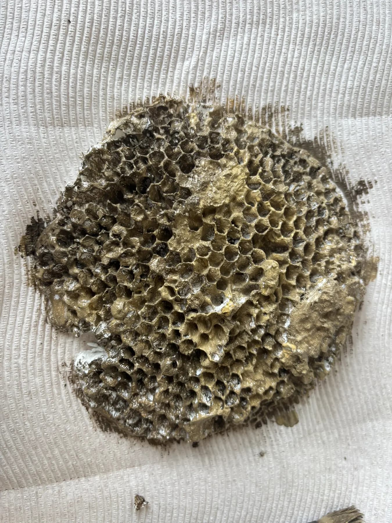 Wassp Nest Process