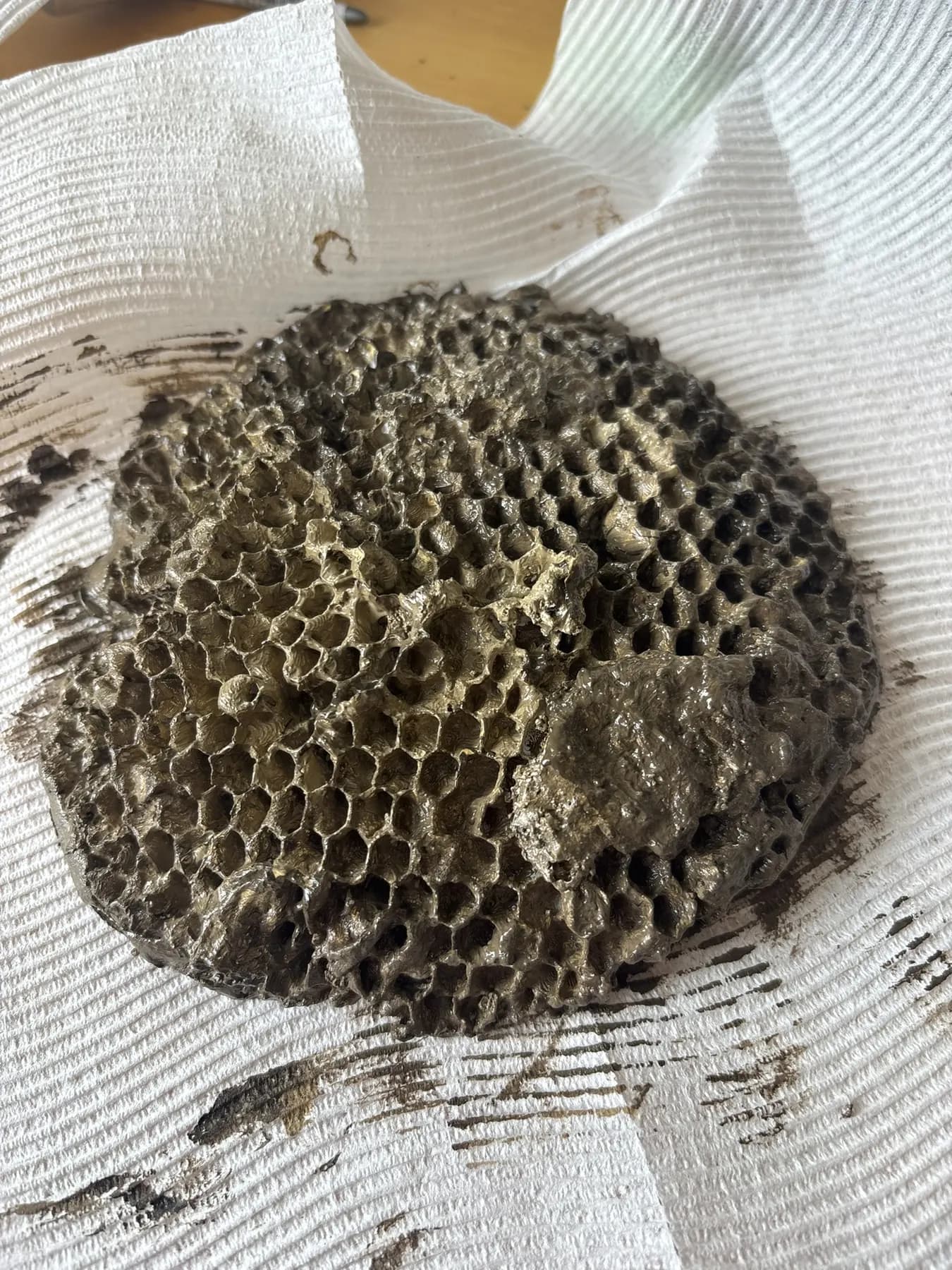 Wasp Nest Process