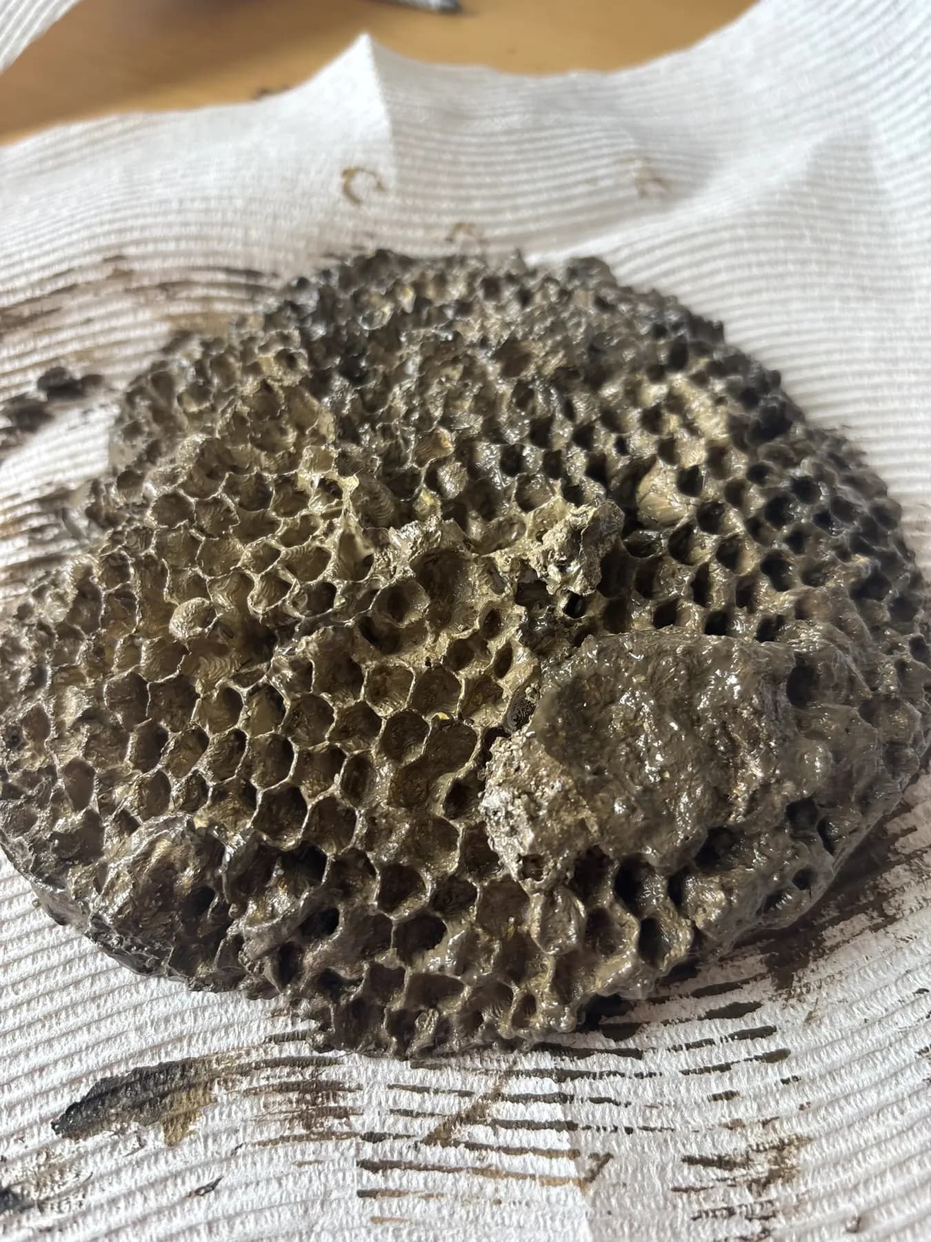 Painting Wasp Nest